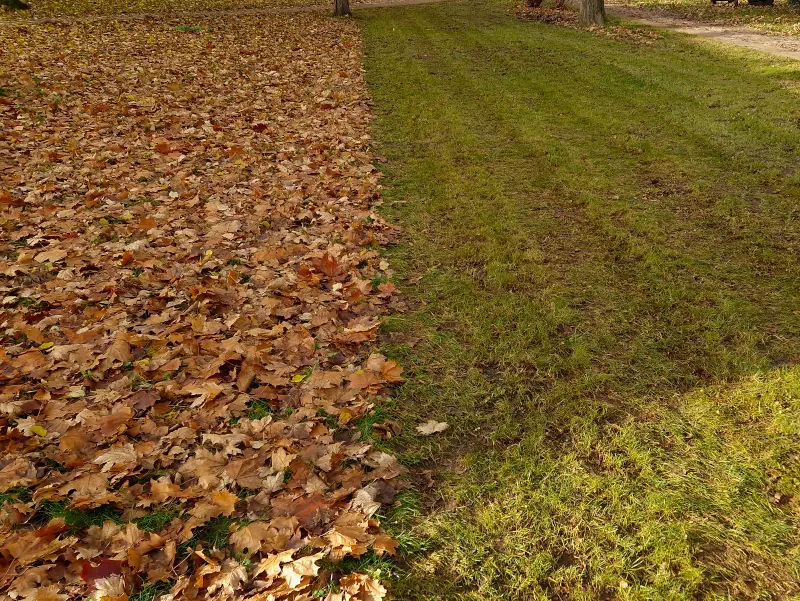 Commercial fall and spring clean up